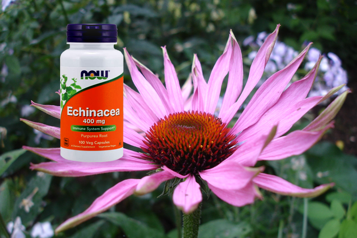 echinacea%20(002)